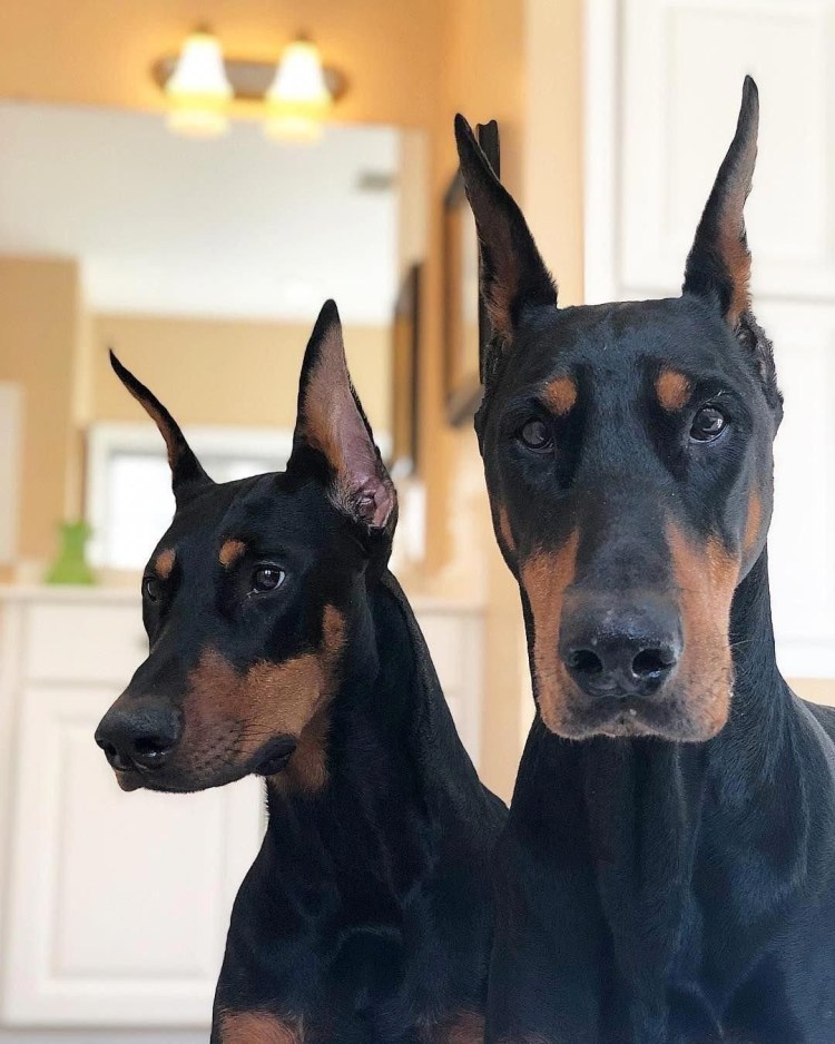 Белый Доберман