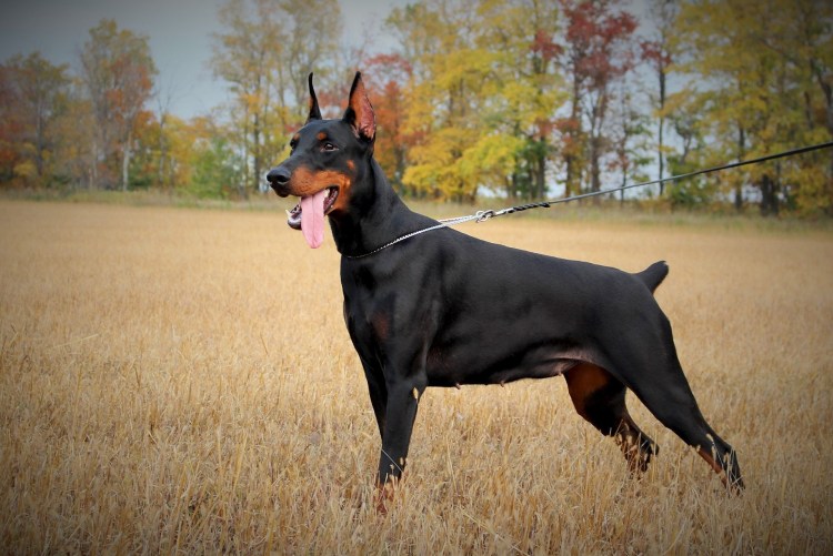 Доберман пятнистый