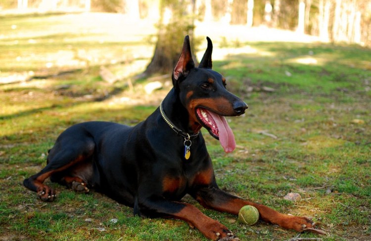 Чистокровный Доберман
