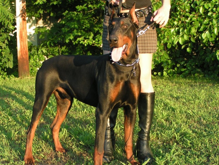 Доберман крупный