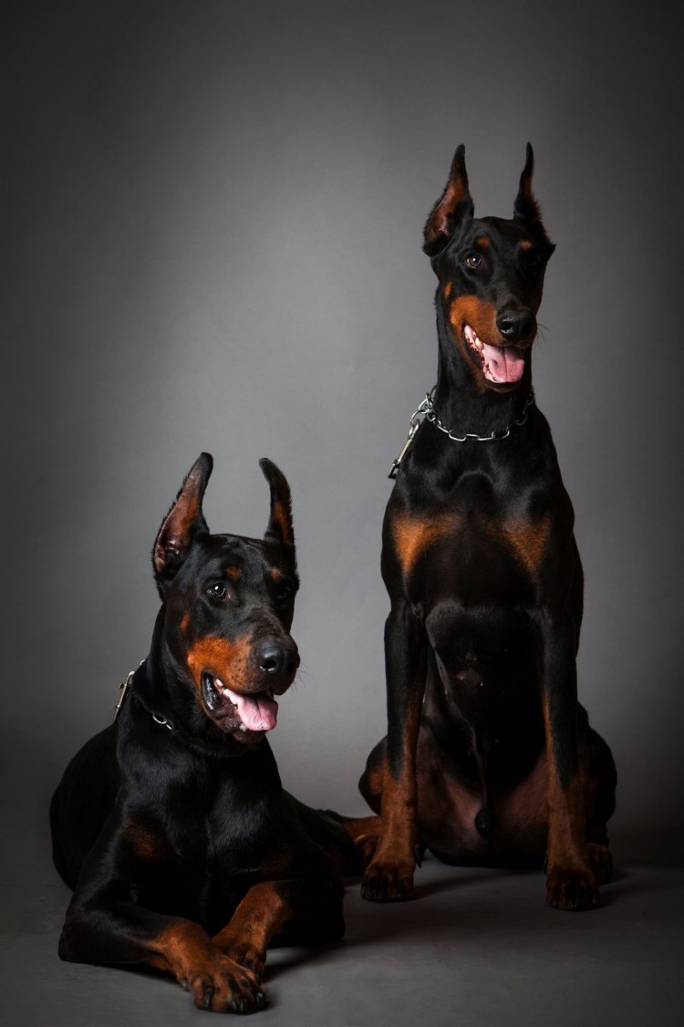 Доберман Грация