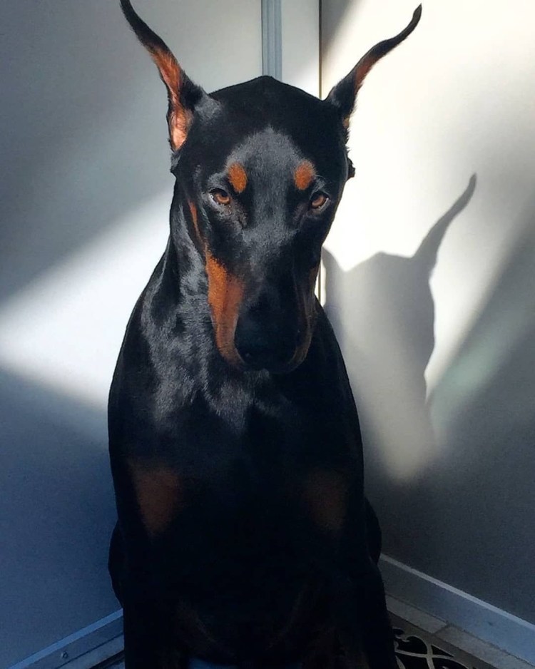 Доберман-пинчер Эстетика