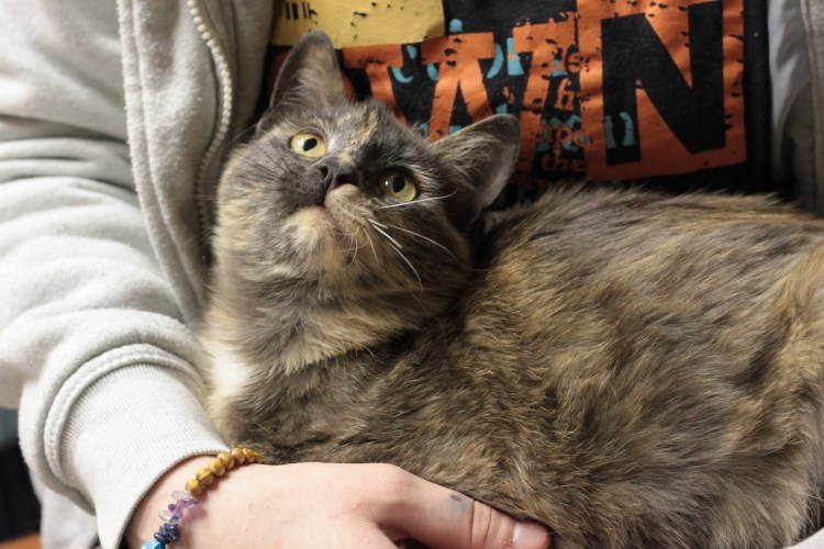 Приют для кошек Артемида Ярославль