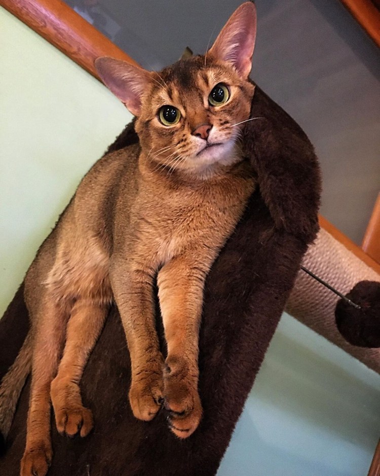 Вес Абиссинской кошки