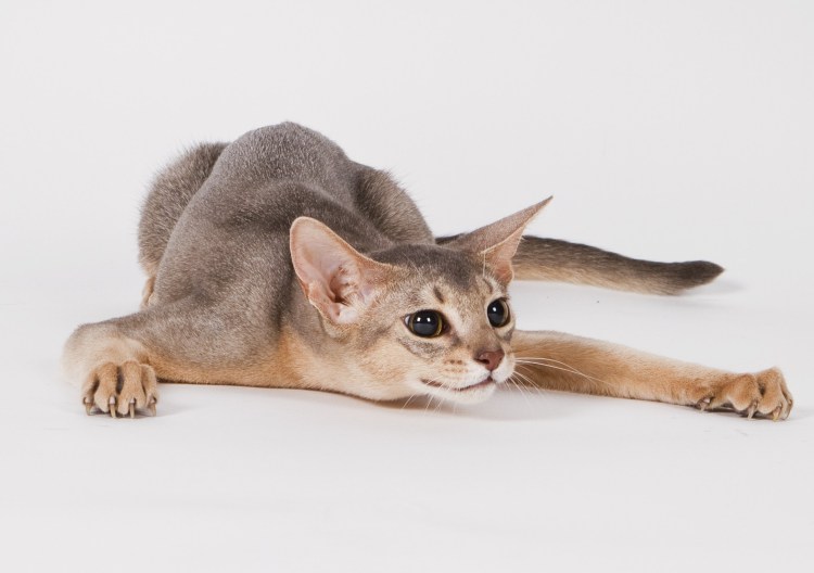 Игрушка «котенок»