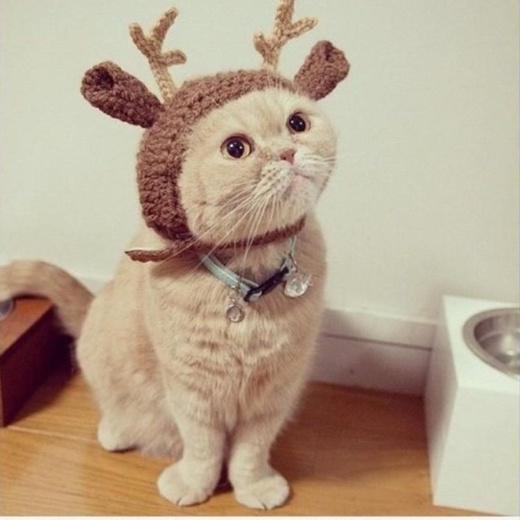 Канадский сфинкс