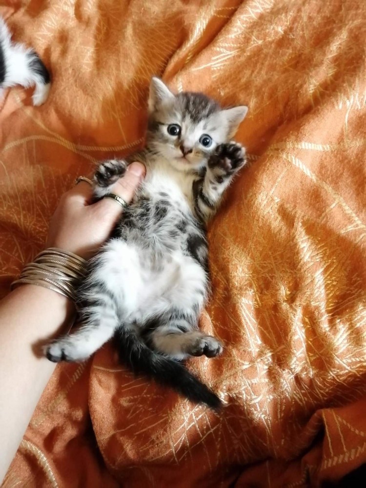 Леопард онцилла