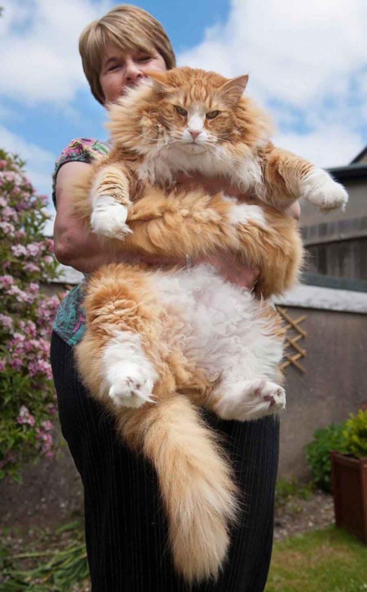 Коты ориенталы грузины