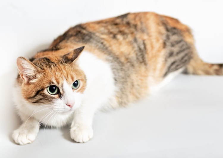 Котик на руках