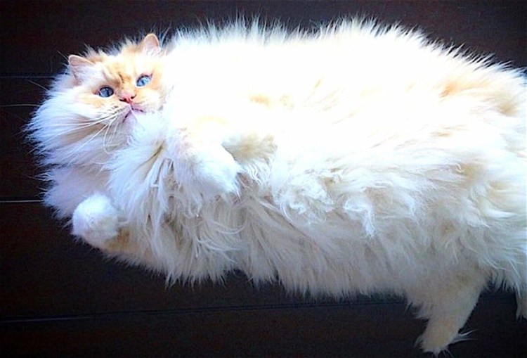 Без породистые коты