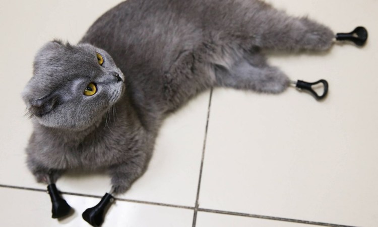 Абиссинская порода кошек