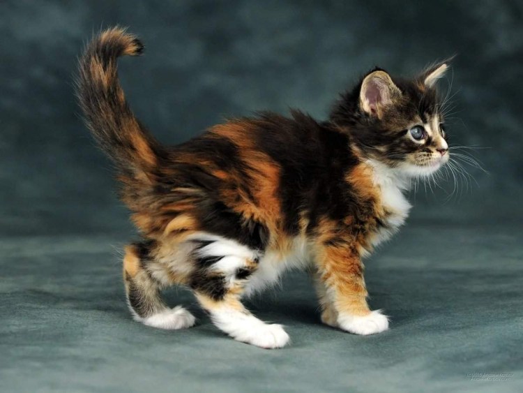 Необычные породы кошек