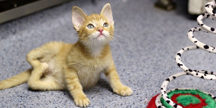 Колченогая кошка