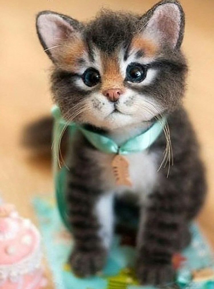 Кошка играет