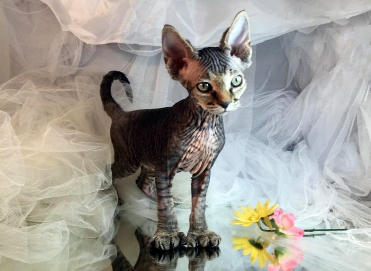 Тойгер и бенгал