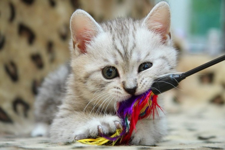 Трехцветные Мейн куны котята