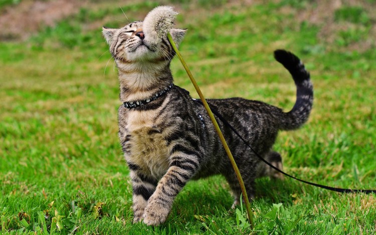 Милые котики из шерсти