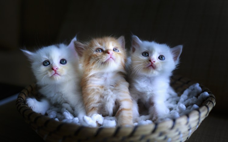 Милые котятки