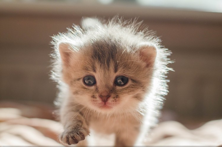 Красивые котята