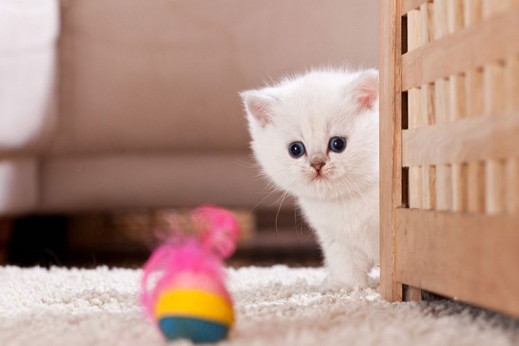 Кошки маленькие