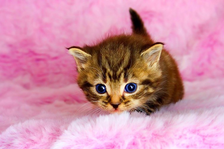 Милые котята