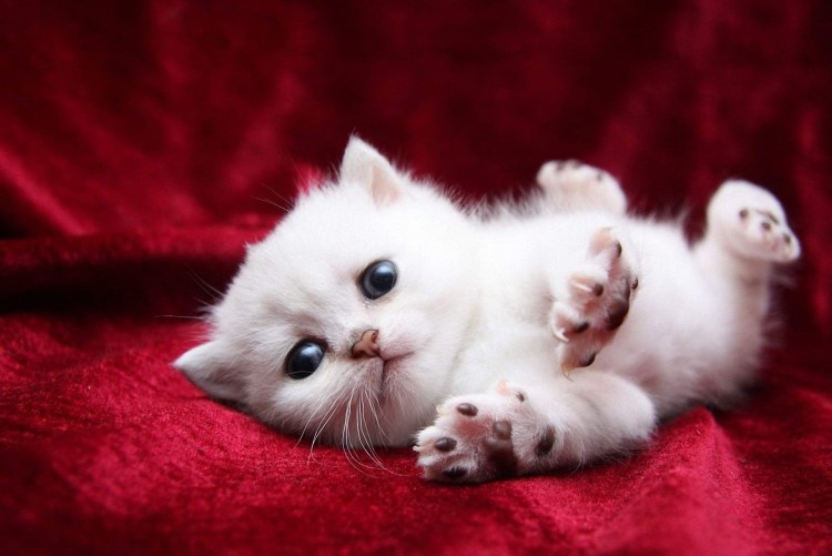 Милые кошечки