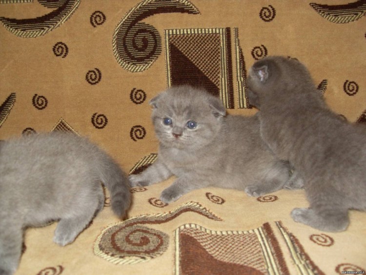 Purina Pro Plan для котят норма кормления