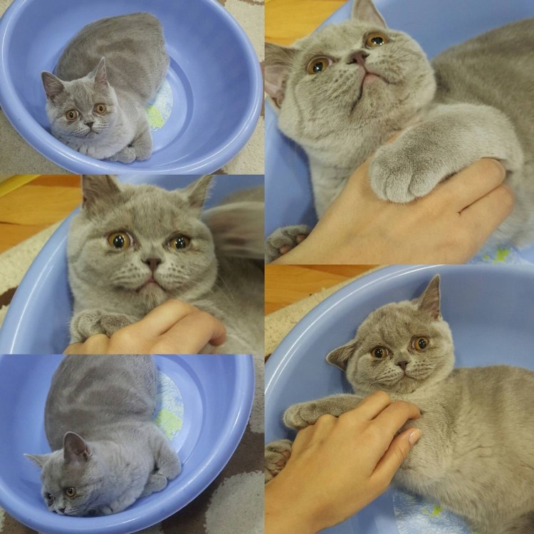 Витамины Фармавит Нео энергия роста котят