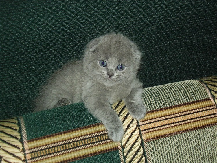 Рацион для котов 1 года