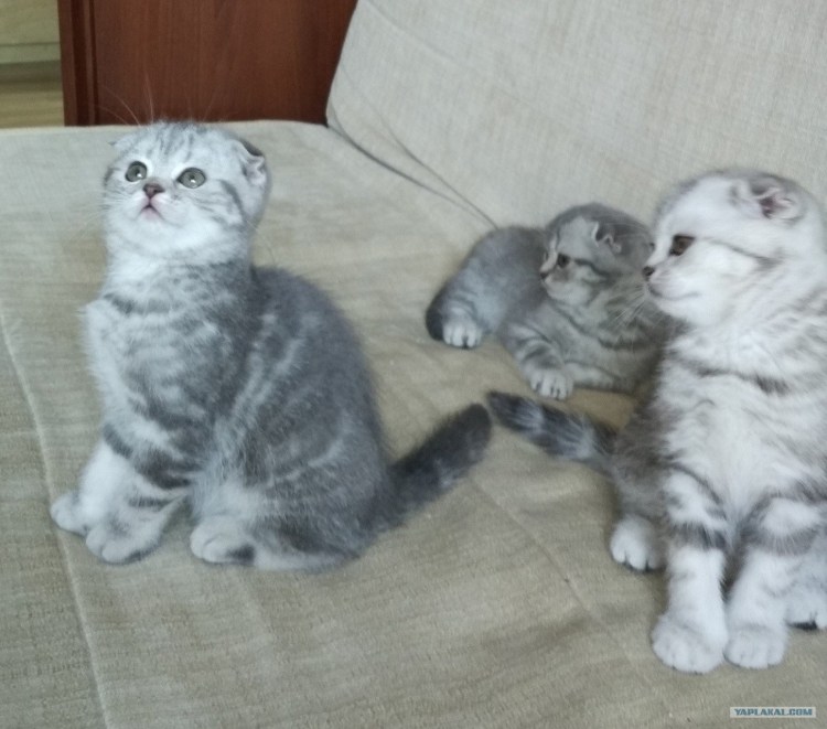 Витамины для кошек от выпадения шерсти