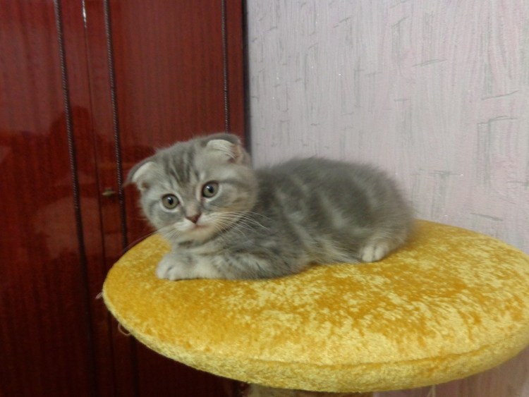 Милпразон для кошек таблетки 2*16мг/40мг (МШ)