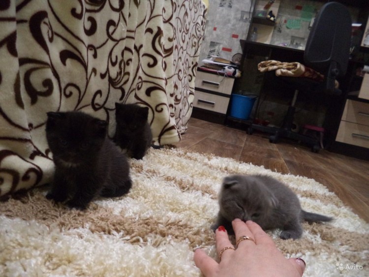 Корм для шотландских котов