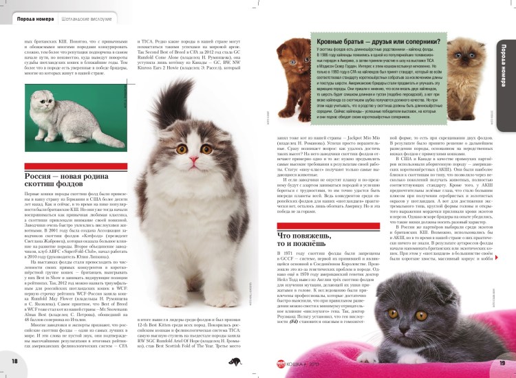 Витамины для котят шотландцев