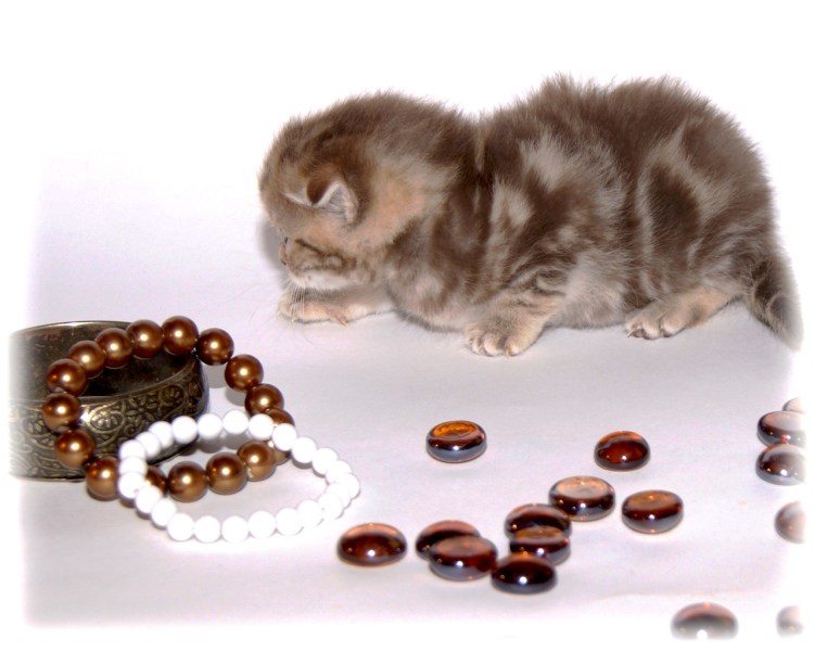 Помесь шотландской вислоухой и обычной кошки