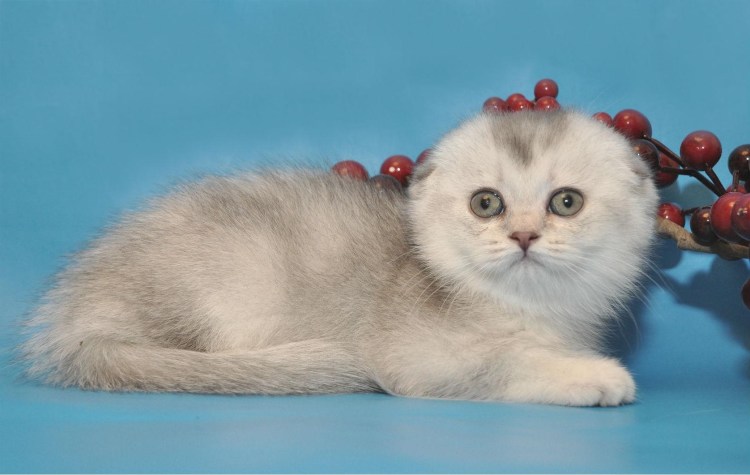 Роял Канин для котят влажный норма кормления