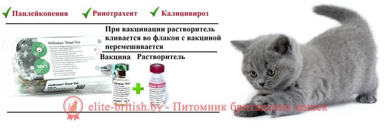 Скоттиш фолд