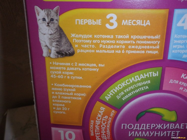 Прививка в 1 месяц котенку