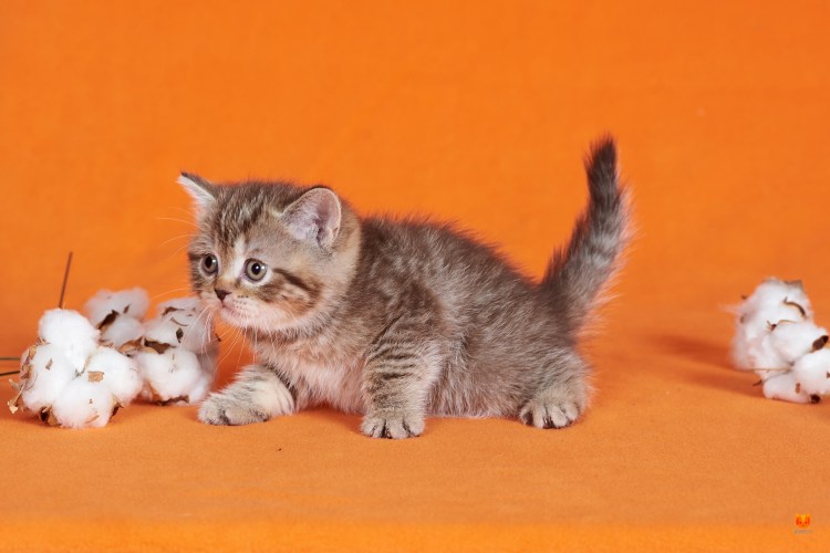 Смесь для котят инструкция