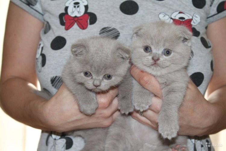 Catsan наполнитель