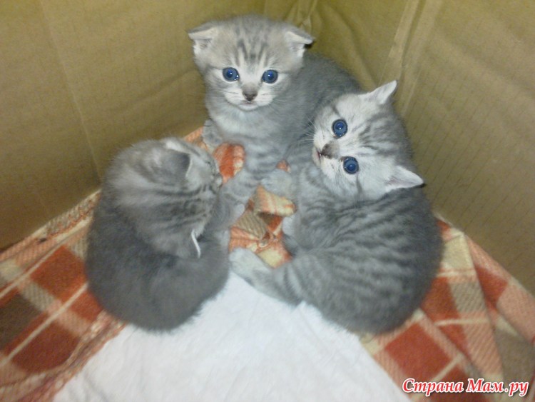 Royal Canin корм для шотландских вислоухих кошек