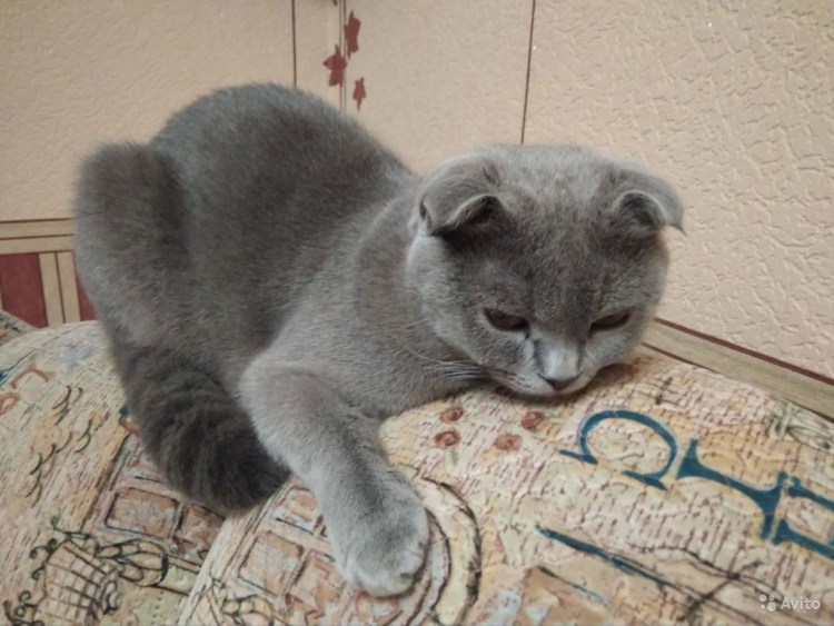 Корм для шотландских вислоухих котят 1.5 месяца