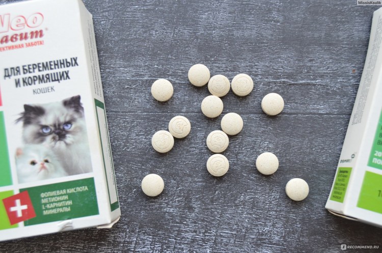 Пятимесячный шотландец