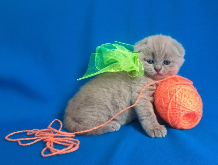 Витаминки для котят