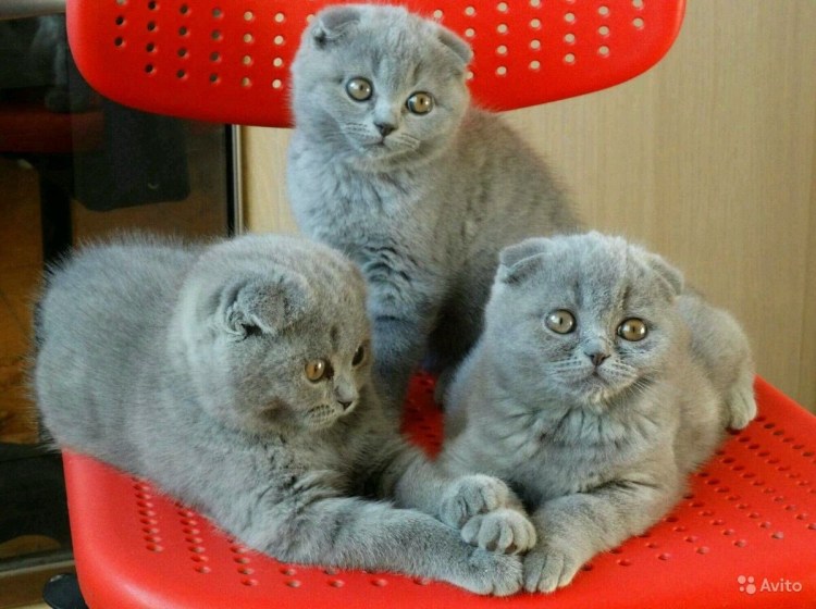 Кот шотландский Лунтик 2 Демарис