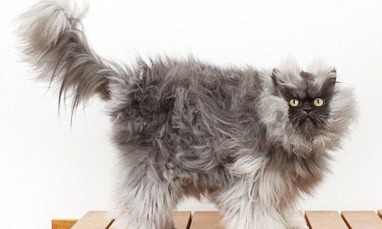 Кот полковник мяу