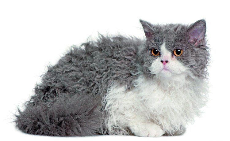 Богемский рекс кошка