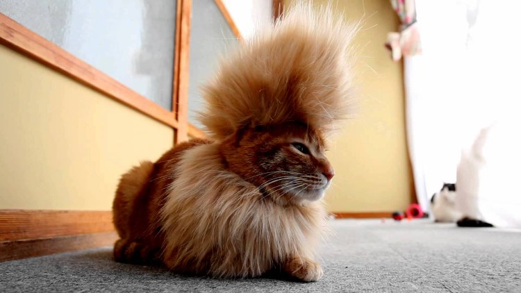 Стрижка пушистых котов