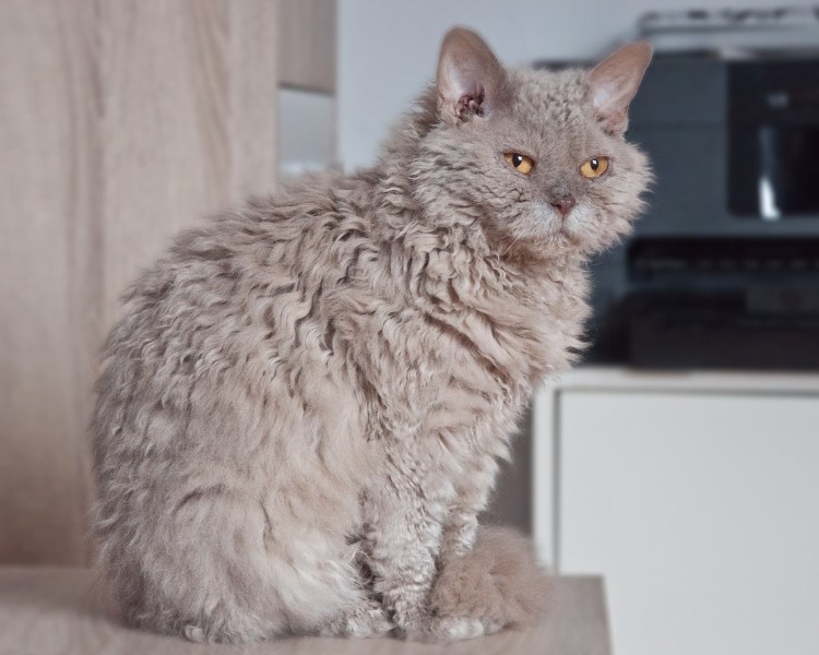 Селкирк рекс рыжий