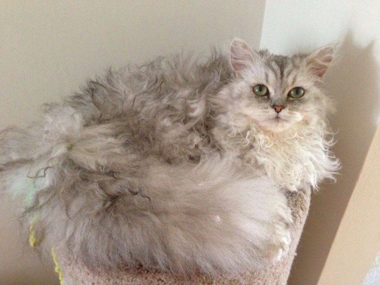 Кошка Силкин рекс
