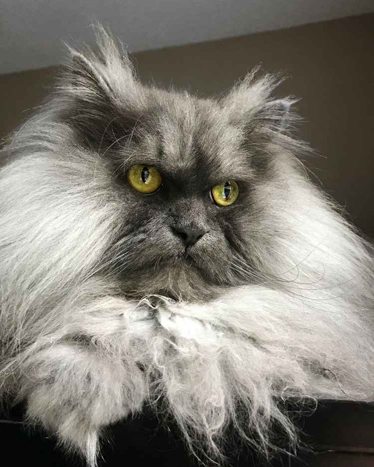 Кот Джуно порода